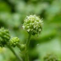 Hydrocotyle javanica Thunb.